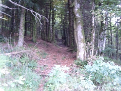 Ce chemin est le seul menant au sommet du Ballon de Servance à travers la forêt sur ce versant